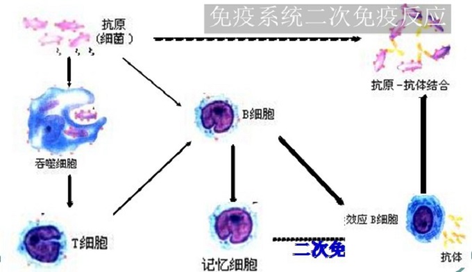 创维 开机logo